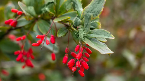 BERBERINA: UN ALIADO NATURAL PARA REGULAR LA GLUCOSA, LOS LÍPIDOS Y EL APETITO
