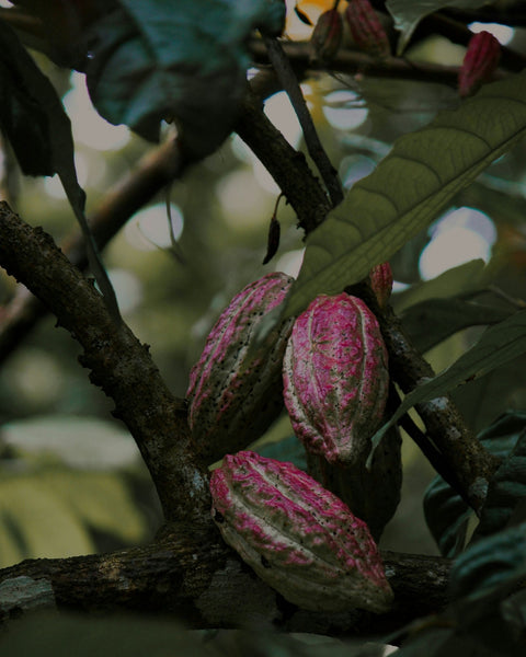 EL CACAO Y EL CHOCOLATE: MUCHO MÁS QUE UN DULCE