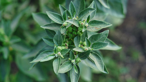 ASHWAGANDHA Y SÍNDROME DE OVARIO POLIQUÍSTICO: ¿QUÉ DICE LA CIENCIA?
